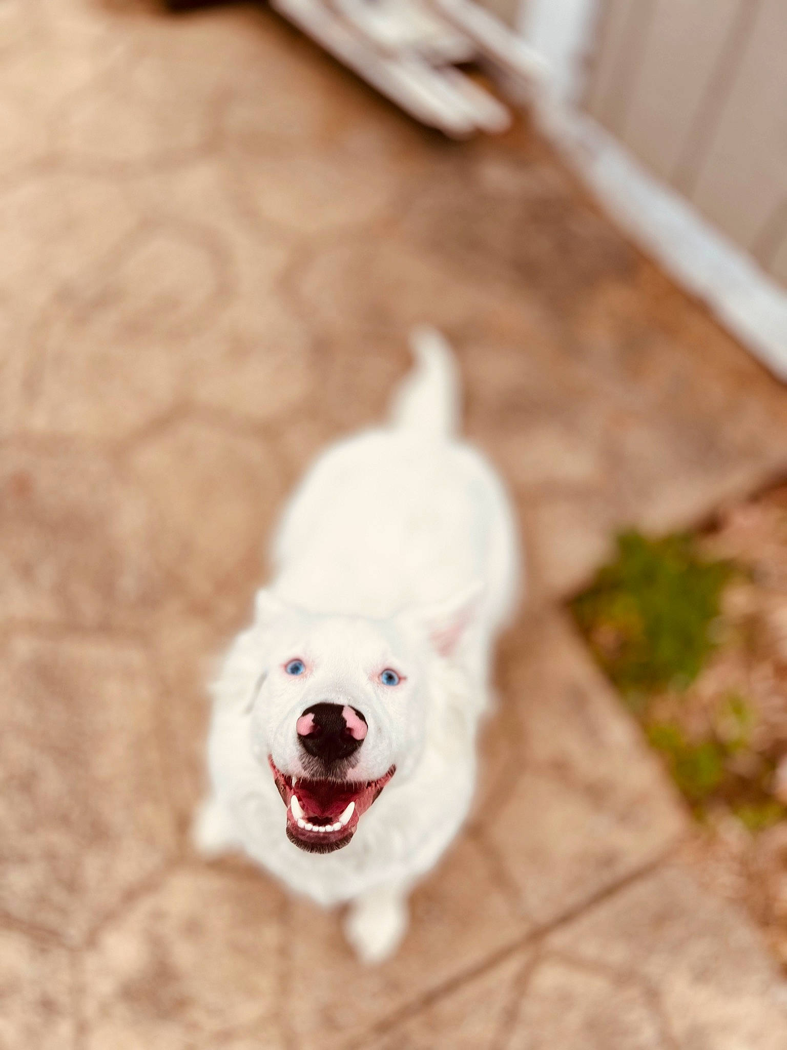 Sammie joined the competition — help win amazing prizes! canidae, carmine, carnivore, companion_dog, dog, dog_breed, dog_collar, dog_supply, fang, flooring, fur, non_sporting_group, pet_supply, smile, snout, sporting_group, tail, white, wood, working_animal