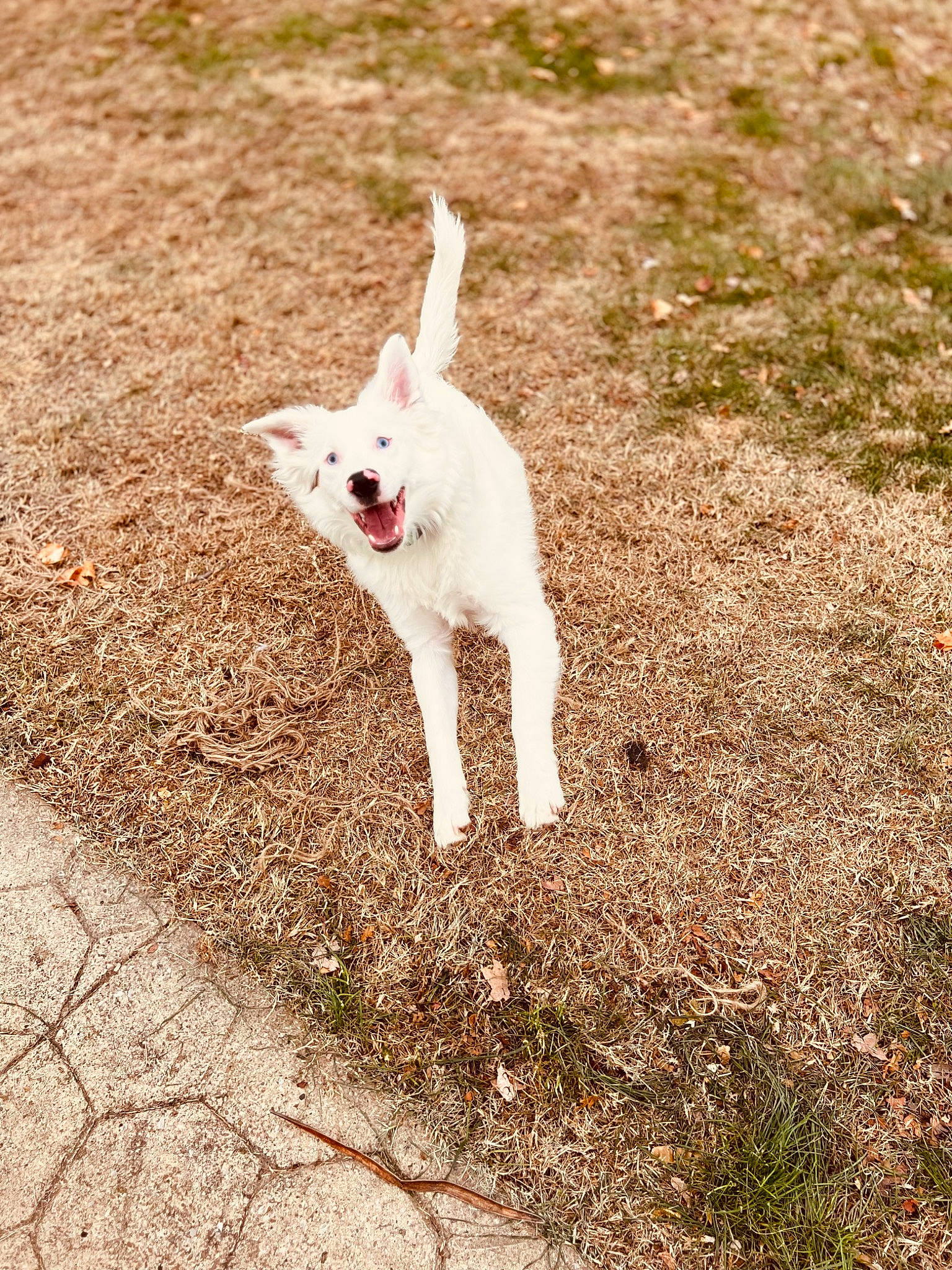 Sammie is registered to the contest to win money with this photo: canidae, carnivore, companion_dog, dog, dog_breed, fawn, felidae, field, gesture, grass, landscape, paw, plant, shadow, snout, soil, sporting_group, tail, terrestrial_animal, working_animal