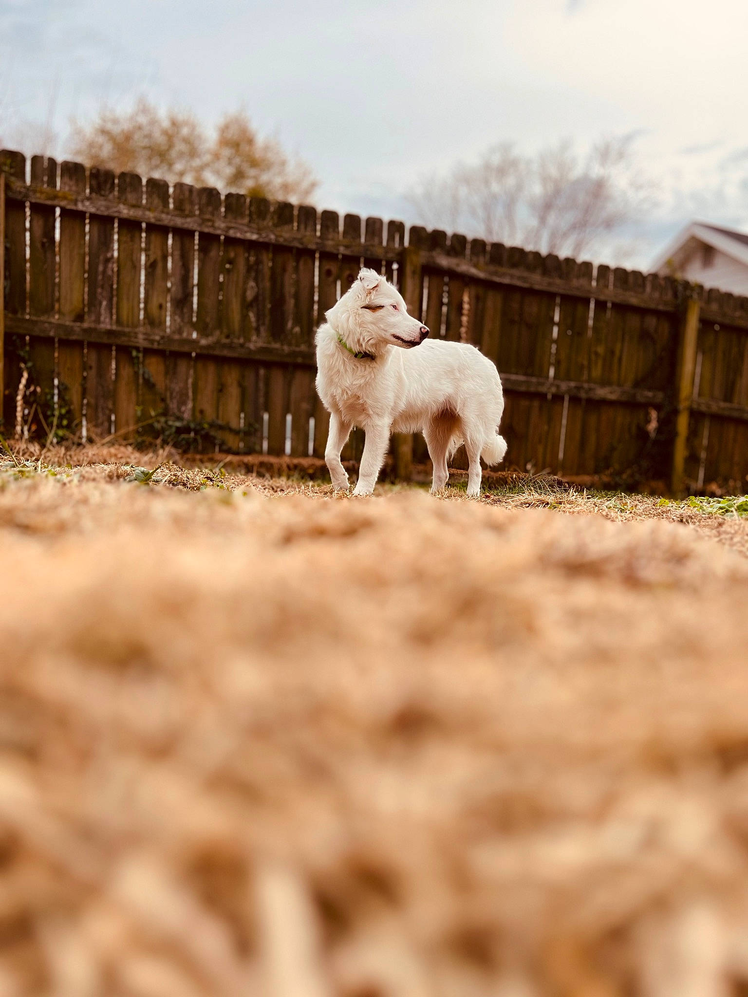 Sammie joined the competition — help win amazing prizes! canidae, carnivore, companion_dog, dog_breed, fawn, fence, grass, grassland, grazing, landscape, livestock, plant, rural_area, sheep, sky, snout, sporting_group, terrestrial_animal, wood, working_animal