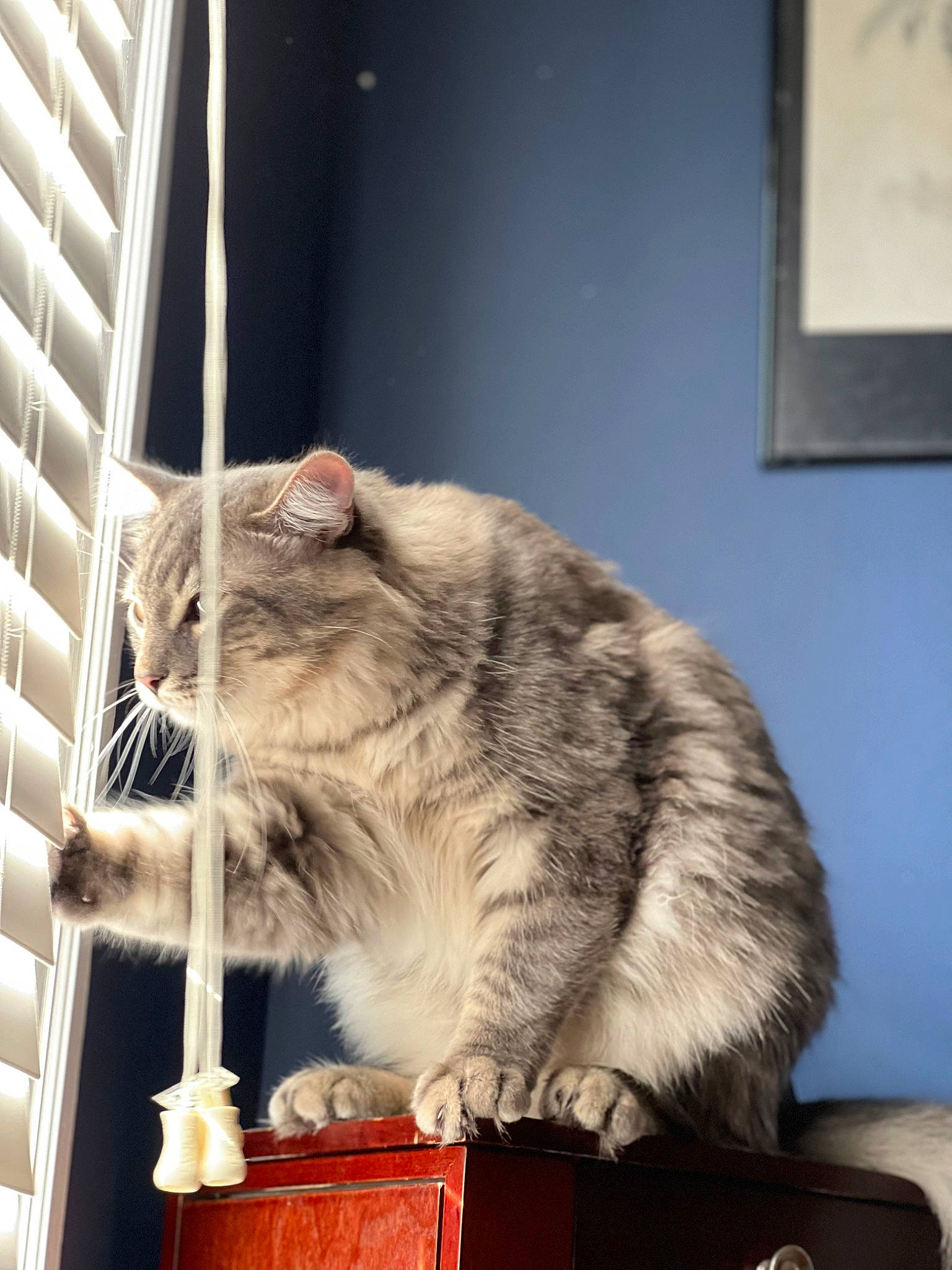 Loki is registered to the contest to win money with this photo: box, carnivore, cat, cat_supply, claw, domestic_short_haired_cat, felidae, fur, paw, small_to_medium_sized_cats, snout, tail, whiskers, window