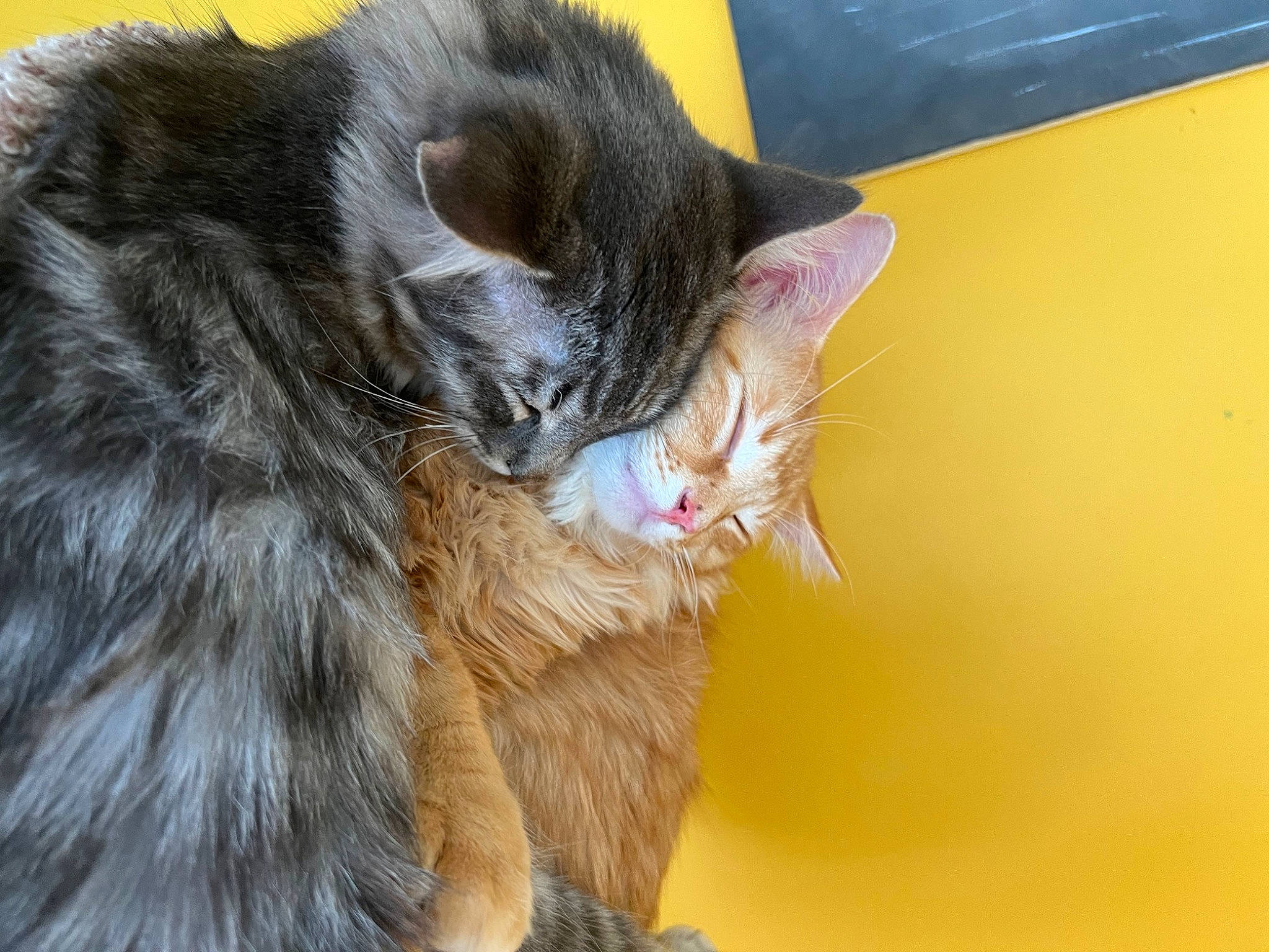 Loki joined the competition — help win amazing prizes! carnivore, cat, claw, domestic_short_haired_cat, felidae, fur, paw, small_to_medium_sized_cats, tail, whiskers, window