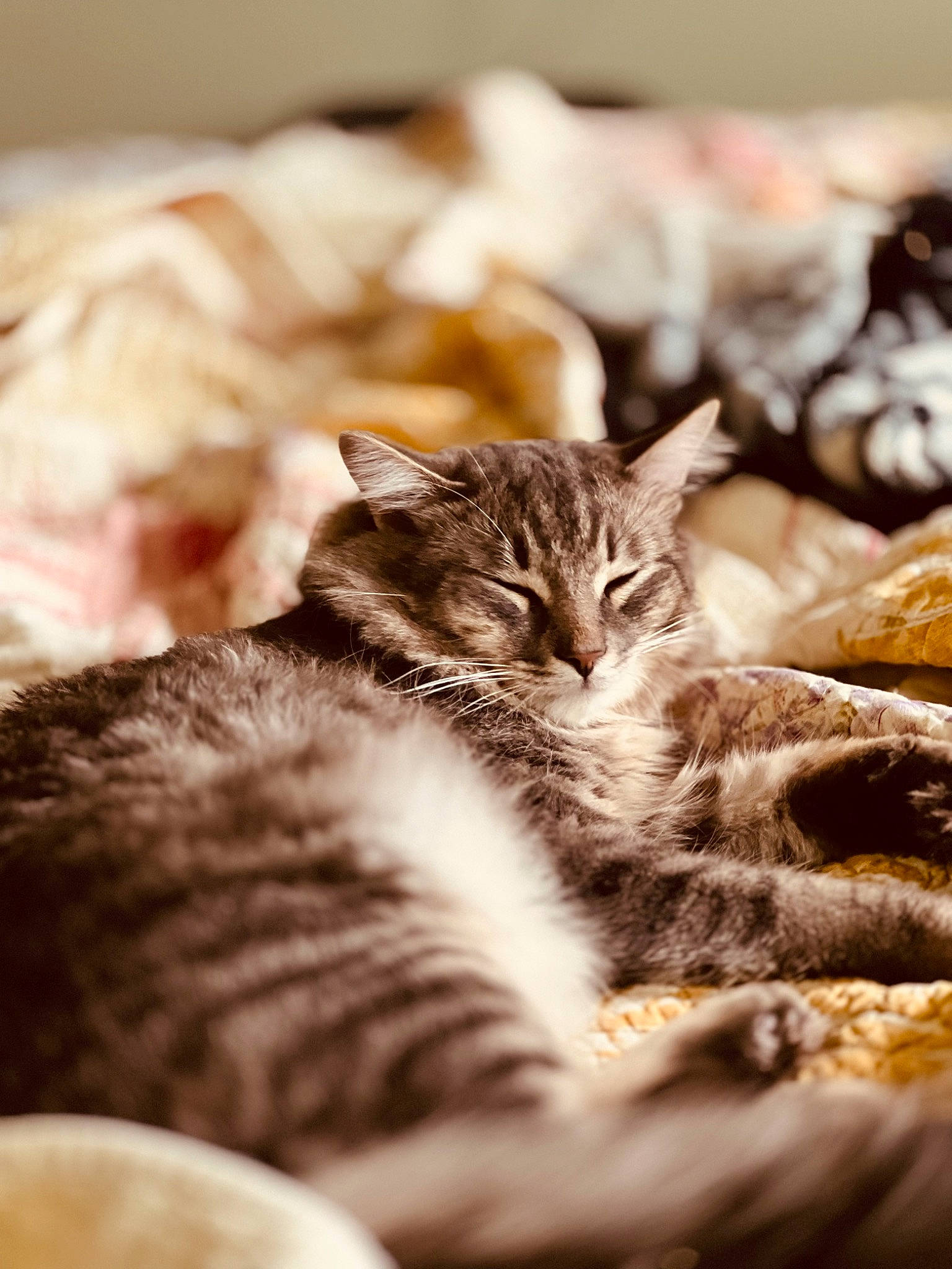 Loki joined the competition — help win amazing prizes! carnivore, cat, claw, comfort, domestic_short_haired_cat, fawn, felidae, fur, monochrome, monochrome_photography, paw, small_to_medium_sized_cats, snout, terrestrial_animal, tree, whiskers, wildlife, wood