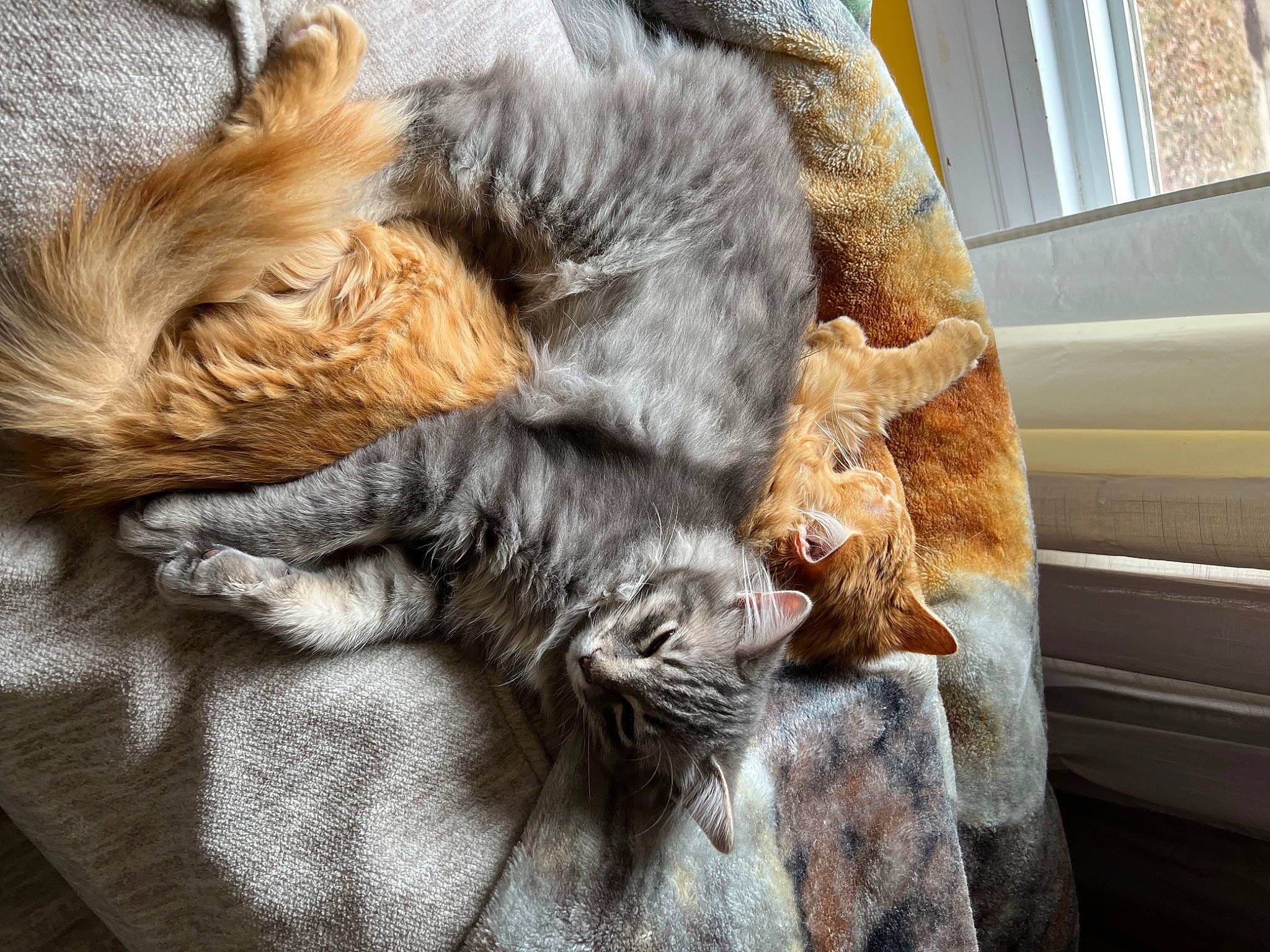 Loki joined the competition — help win amazing prizes! canidae, carnivore, cat, claw, comfort, couch, domestic_short_haired_cat, fawn, felidae, fur, nap, paw, sleep, small_to_medium_sized_cats, snout, tail, whiskers, wildlife, window, wood