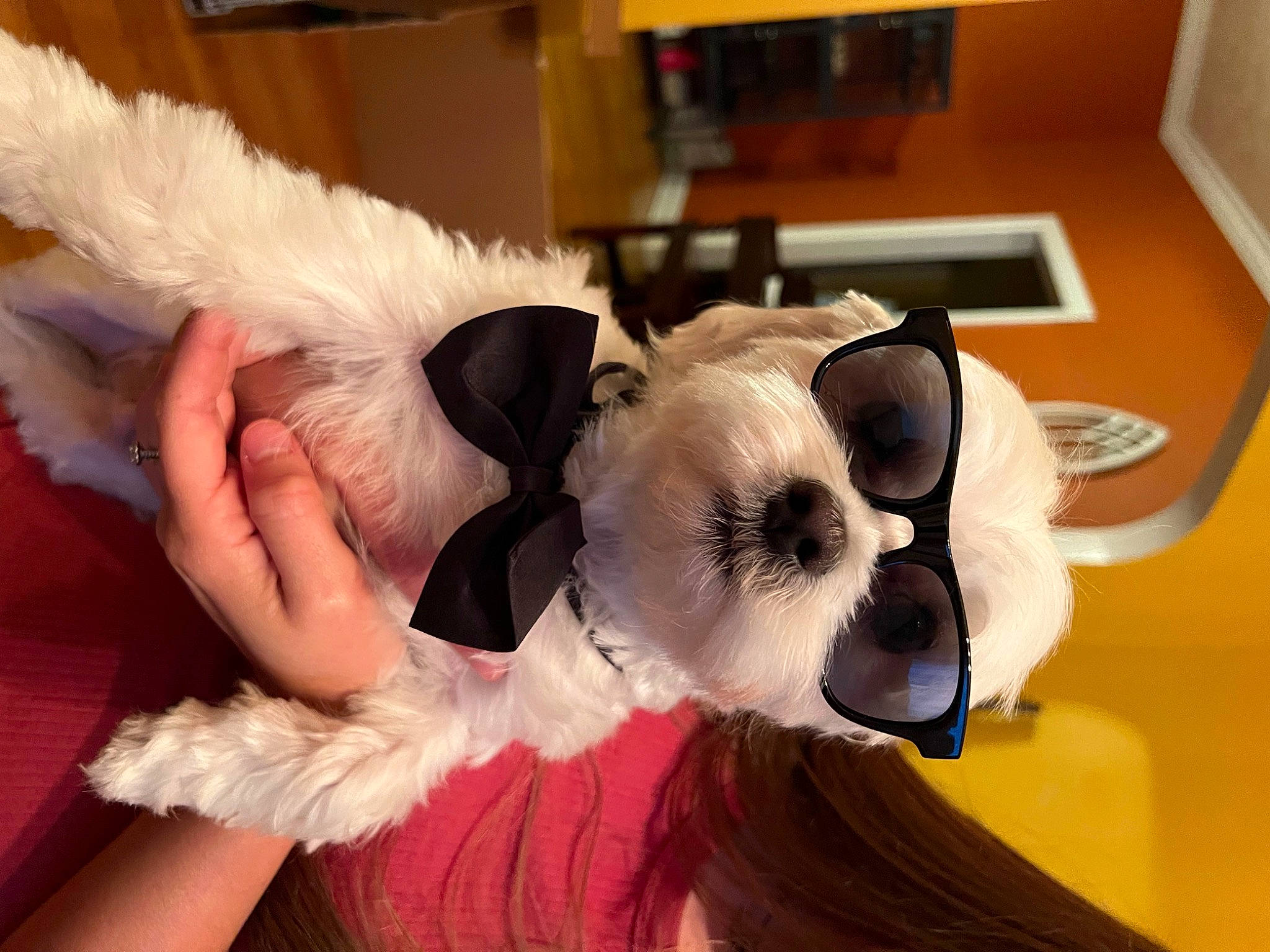 Ollie is registered to the contest to win money with this photo: bow_tie, canidae, companion_dog, costume, costume_hat, dog_breed, dog_clothes, event, eyewear, fashion_accessory, feather, fur, panda, plush, stuffed_toy, sunglasses, tail, toy, whiskers