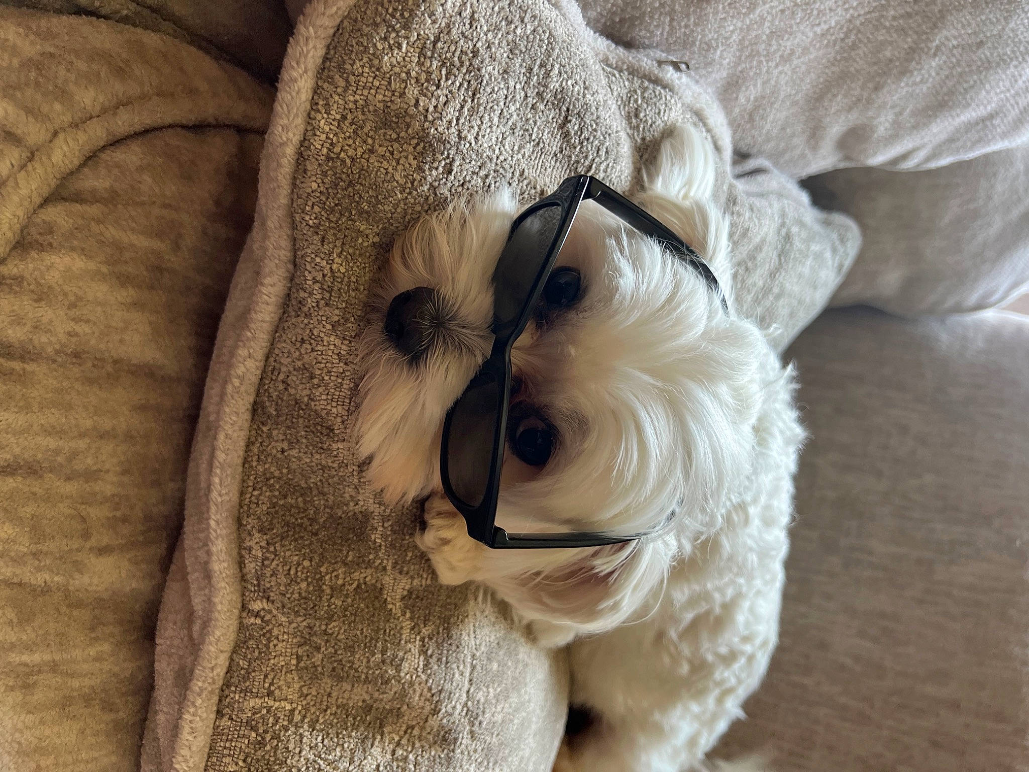 Ollie is registered to the contest to win money with this photo: beige, carnivore, comfort, companion_dog, dog, dog_breed, eyewear, fawn, felidae, glasses, goggles, grey, headgear, linens, sleeve, snout, stuffed_toy, sunglasses, toy, wood