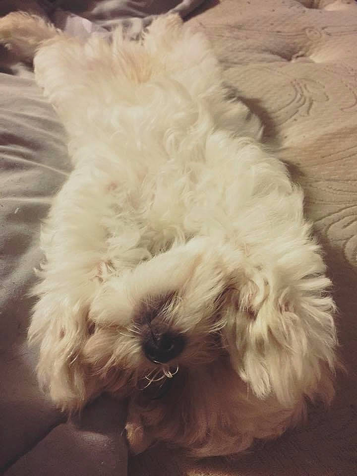 Ollie is registered to the contest to win money with this photo: canidae, carnivore, cloud, comfort, companion_dog, dog, dog_breed, fur, labradoodle, maltepoo, meteorological_phenomenon, poodle_crossbreed, shih_poo, small_terrier, snout, sporting_group, terrier, toy_dog, water_dog, working_animal