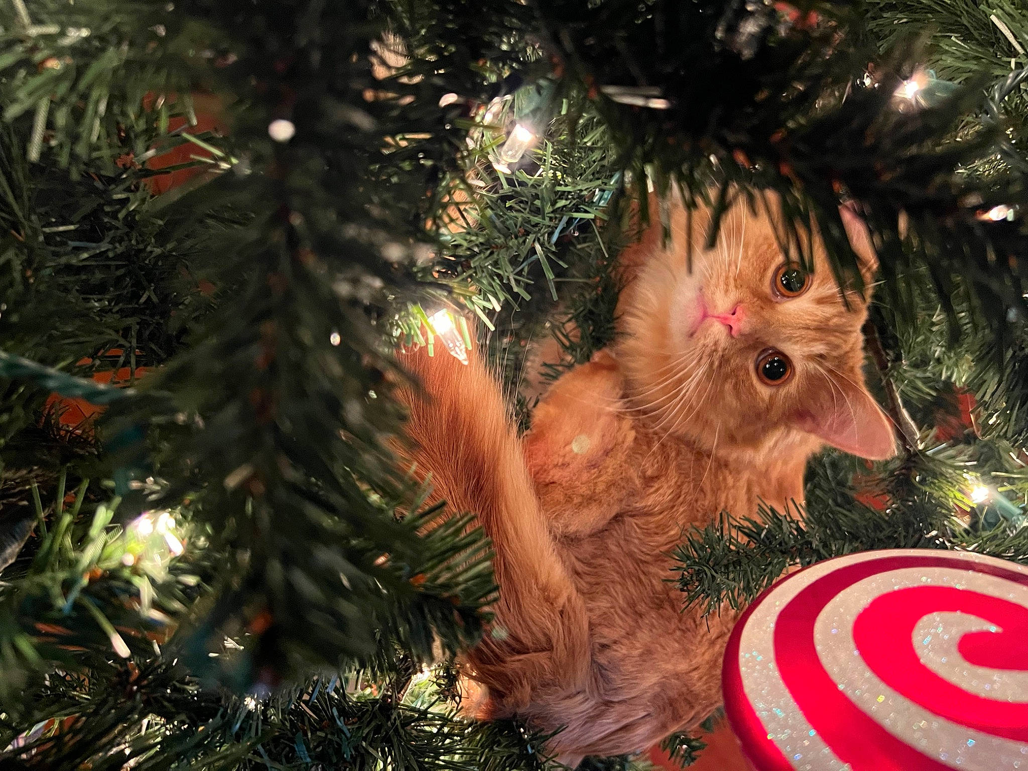 Aslan joined the competition — help win amazing prizes! art, christmas, christmas_decoration, christmas_eve, christmas_ornament, christmas_tree, conifer, event, evergreen, fawn, holiday, holiday_ornament, interior_design, light, ornament, plant, toy, tradition, twig, wood