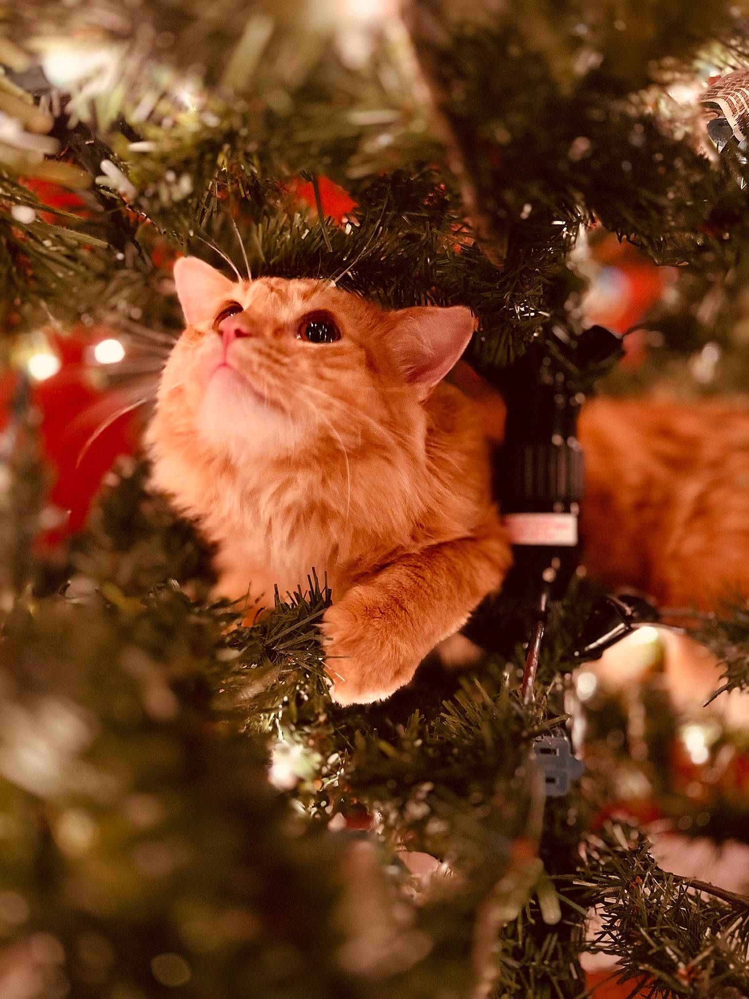 Aslan joined the competition — help win amazing prizes! branch, carnivore, cat, christmas, christmas_decoration, christmas_ornament, christmas_tree, event, fawn, felidae, grass, holiday, holiday_ornament, ornament, plant, small_to_medium_sized_cats, toy, twig, whiskers, wood