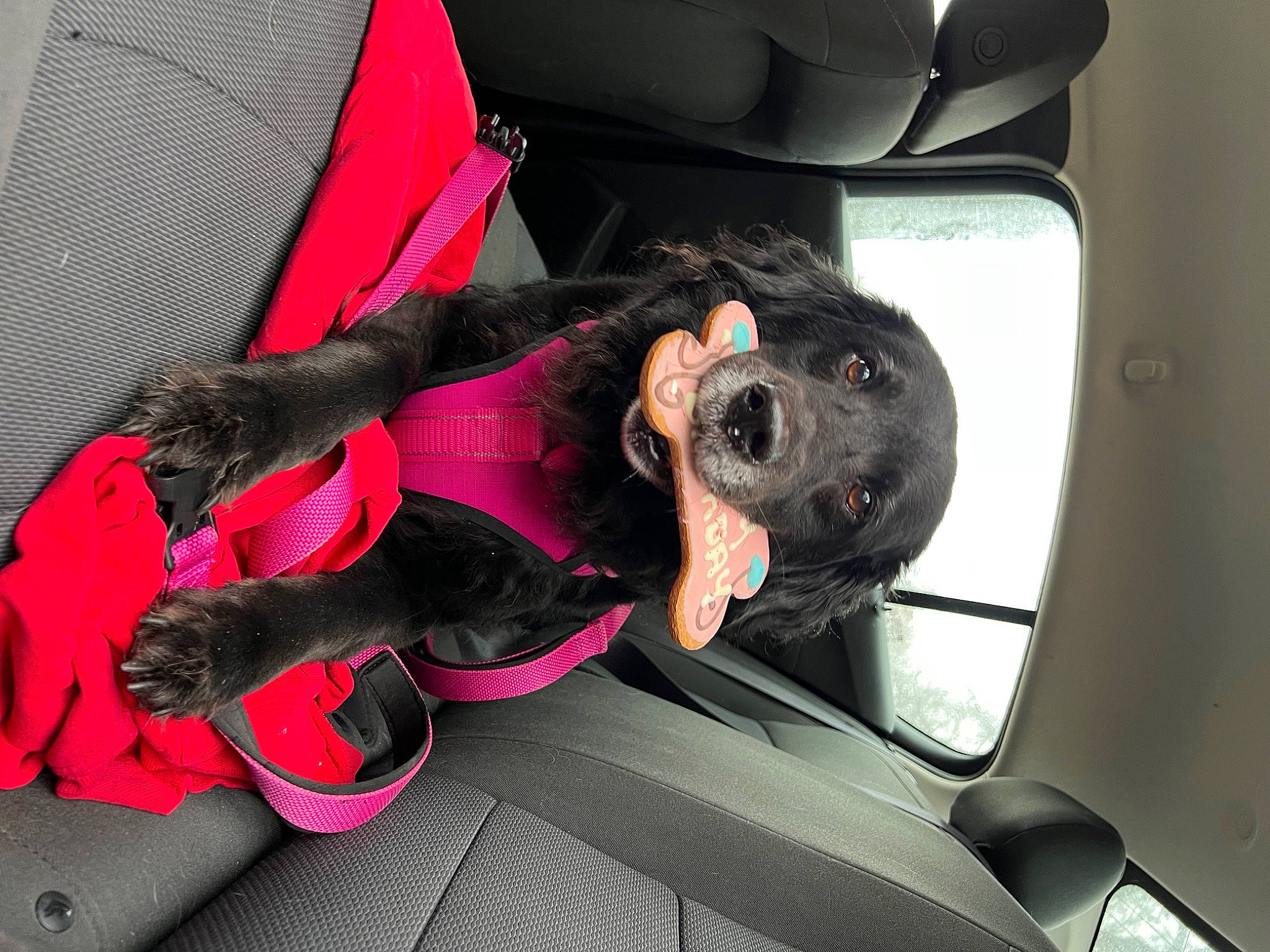 Annie is registered to the contest to win money with this photo: auto_part, automotive_design, automotive_exterior, automotive_lighting, car, car_seat, car_seat_cover, carnivore, comfort, companion_dog, dog, dog_breed, family_car, motor_vehicle, personal_luxury_car, smile, steering_part, steering_wheel, vehicle, vehicle_door