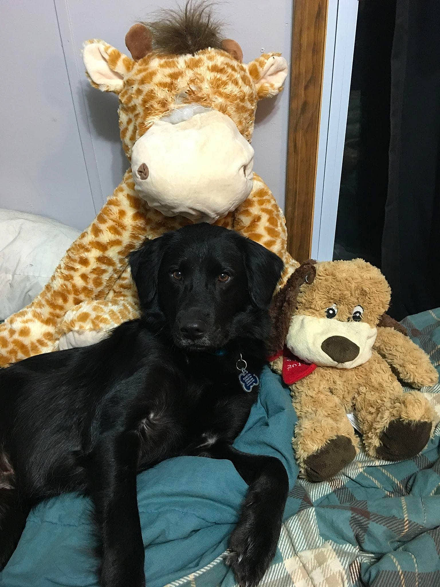 Annie is registered to the contest to win money with this photo: brown, canidae, carnivore, comfort, companion_dog, couch, dog, dog_breed, event, fawn, fur, linens, plush, snout, sporting_group, stuffed_toy, teddy_bear, terrestrial_animal, toy, working_animal