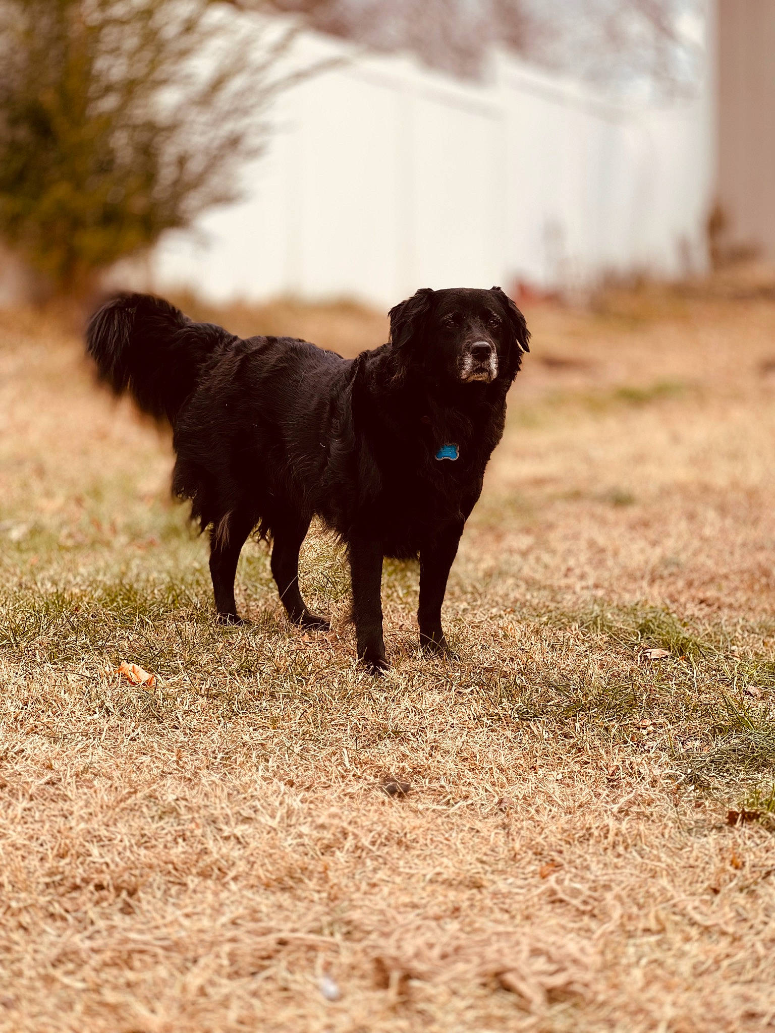 Annie is registered to the contest to win money with this photo: borador, canidae, carnivore, companion_dog, dog, dog_breed, fawn, grass, gun_dog, liver, mammal, shadow, snout, sporting_group, tail, terrestrial_animal, tints_and_shades, vertebrate, wildlife, working_animal