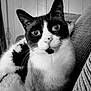 Ruckus is registered to the contest to win money with this photo: aegean_cat, black_and_white, carnivore, cat, domestic_short_haired_cat, ear, eye, felidae, fur, japanese_bobtail, kitten, mammal, monochrome, monochrome_photography, polydactyl_cat, small_to_medium_sized_cats, snout, style, whiskers, white
