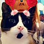 Ruckus joined the competition — help win amazing prizes! american_curl, carnivore, cat, cheek, ear, eye, felidae, fur, headgear, kitten, lip, love, norwegian_forest_cat, nose, organ, skin, small_to_medium_sized_cats, smile, snout, whiskers