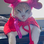Parmesan joined the competition — help win amazing prizes! accessories, bed, cat, close_up, costume, cute, ears, feline, fur, glitter, heart_headband, indoor, paws, pet, pink_accessory, portrait, red_cape, unimpressed, whiskers, window_backlight