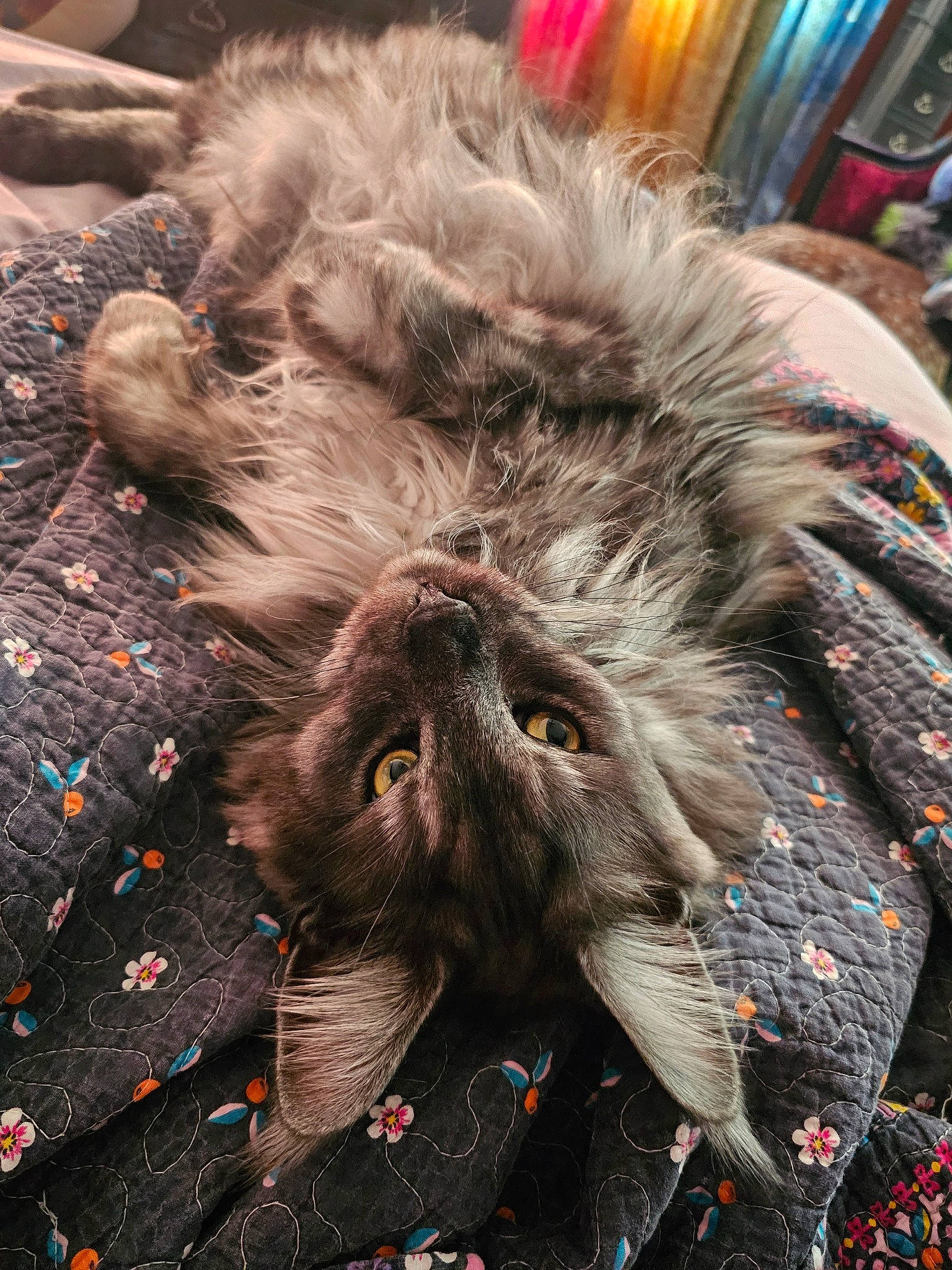 Drogo is registered to the contest to win money with this photo: cat, claw, eye, feather, felidae, flooring, fur, grey, liver, pattern, paw, road_surface, small_to_medium_sized_cats, snout, soil, tail, terrestrial_animal, whiskers, wildlife