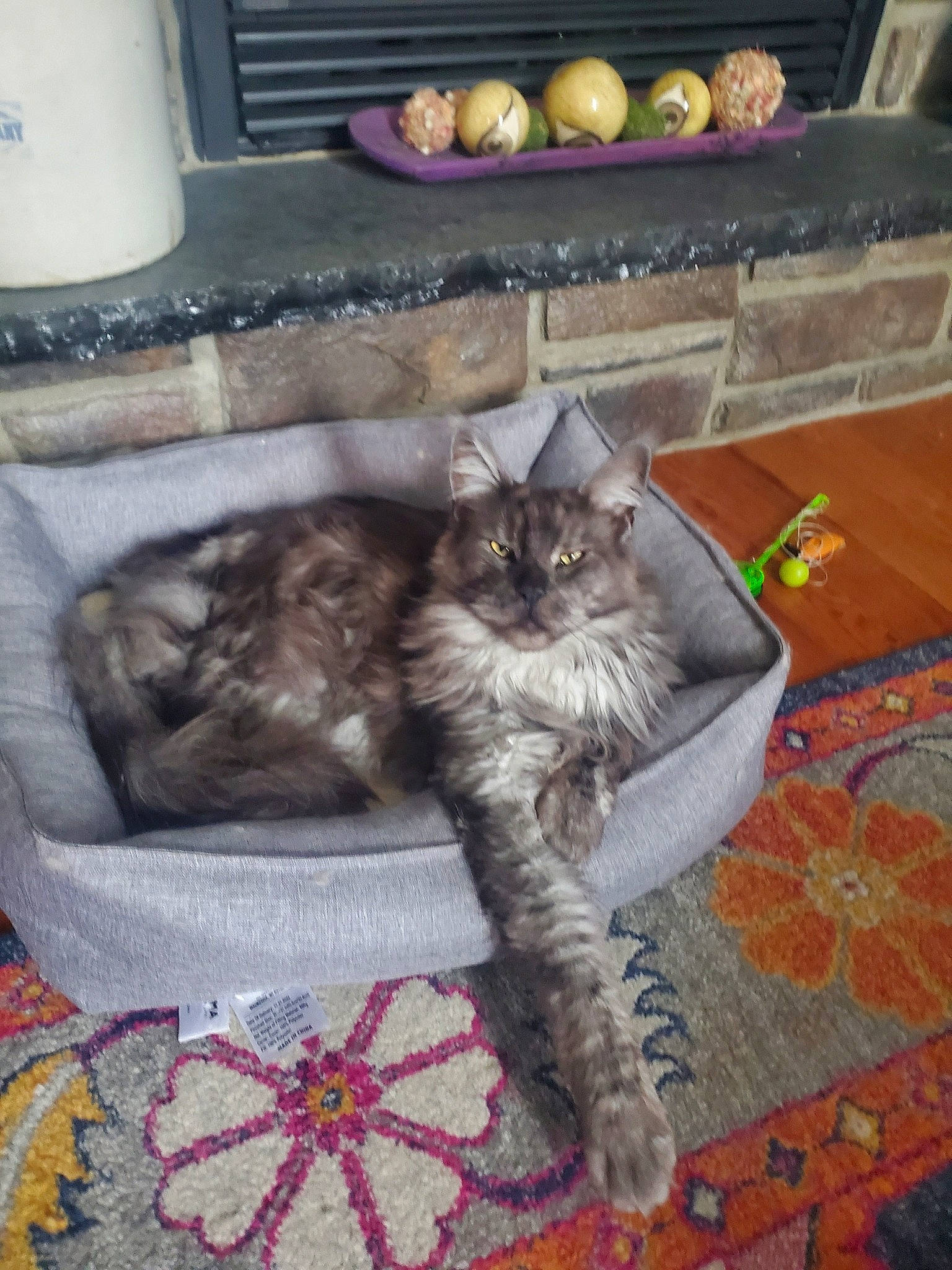 Drogo joined the competition — help win amazing prizes! carnivore, carpet, cat, comfort, domestic_short_haired_cat, felidae, flooring, fur, gas, grey, kitchen_appliance, paper_towel, pattern, paw, room, small_to_medium_sized_cats, tail, terrestrial_animal, whiskers, woven_fabric