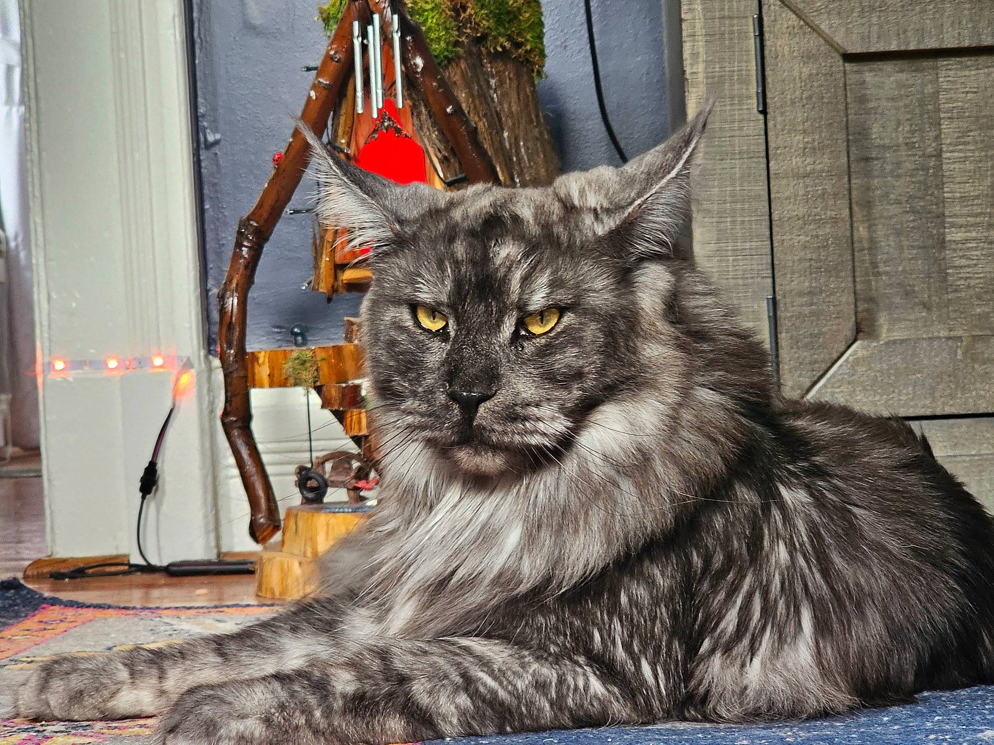 Drogo joined the competition — help win amazing prizes! art, british_longhair, carnivore, cat, claw, domestic_short_haired_cat, felidae, flowerpot, fur, grey, houseplant, maine_coon, plant, sitting, small_to_medium_sized_cats, snout, tail, terrestrial_animal, whiskers, window