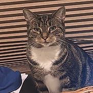 Nala joined the competition — help win amazing prizes! cat, tabby, animal, pet, feline, whiskers, ears, fur, indoor, basket, wooden_slats, paper, fabric, striped, closeup, sitting, domestic, cute, portrait, mammal