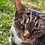 cat, tabby, whiskers, close_up, outdoor, grass, sunlight, animal, pet, feline, nature, fur, mammal, curious, face, eye, nose, ear, portrait, daytime