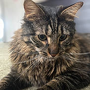 Macho is registered to the contest to win money with this photo: cat, tabby, close_up, fur, whiskers, animal, pet, laying_down, soft_texture, indoor, curious, relaxed, mammal, domestic_animal, portrait, feline, brown, black, focused, detail