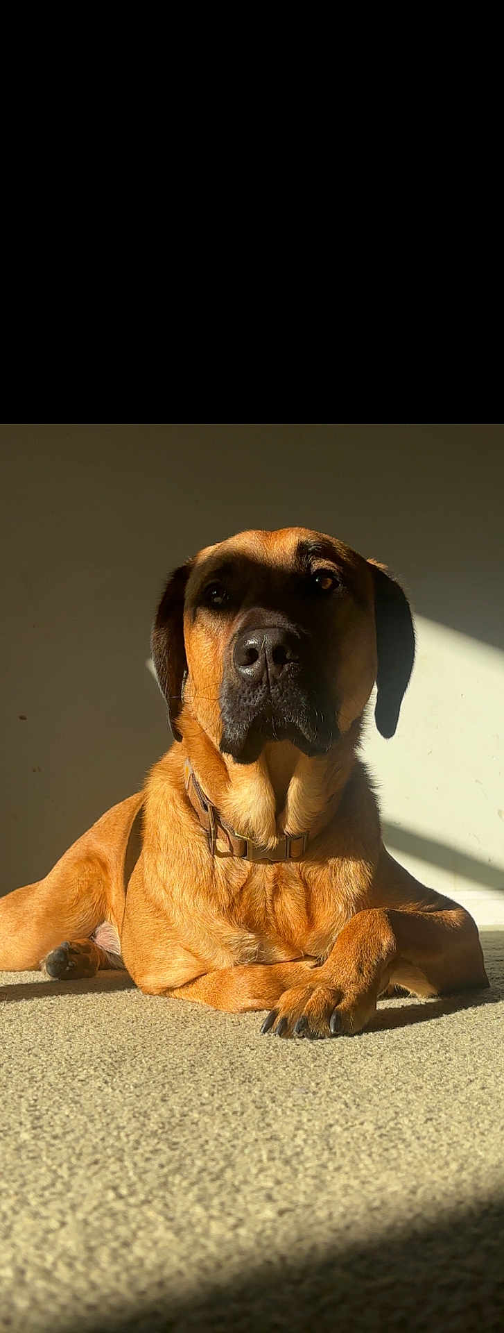 Archie joined the competition — help win amazing prizes! dog, brown_coat, collar, indoor, carpet, sunlight, shadow, relaxed, pet, animal, portrait, calm, large_dog, paw, snout, ears, fur, domestic, resting, closeup