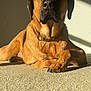 Archie is registered to the contest to win money with this photo: dog, brown_dog, lying_down, carpet, sunlight, shadow, indoor, pet, canine, collar, resting, relaxed, fur, paw, animal, portrait, household, companion, domestic, calm