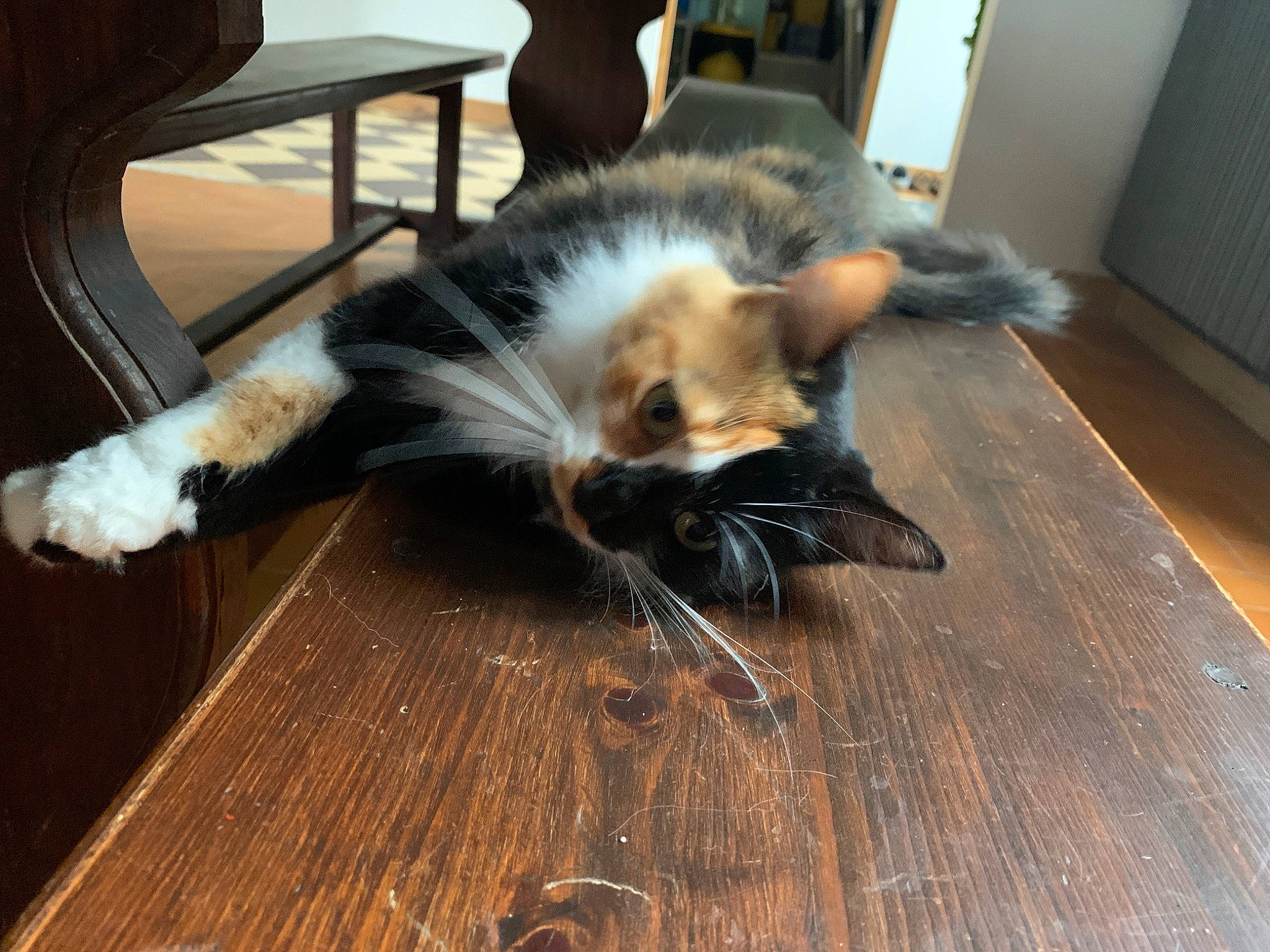 Sakura participe au concours pour gagner de l'argent avec cette photo : carnivore, cat, chair, companion_dog, dog_breed, domestic_short_haired_cat, felidae, floor, flooring, fur, hardwood, laminate_flooring, plank, small_to_medium_sized_cats, tail, varnish, whiskers, wood, wood_flooring, wood_stain