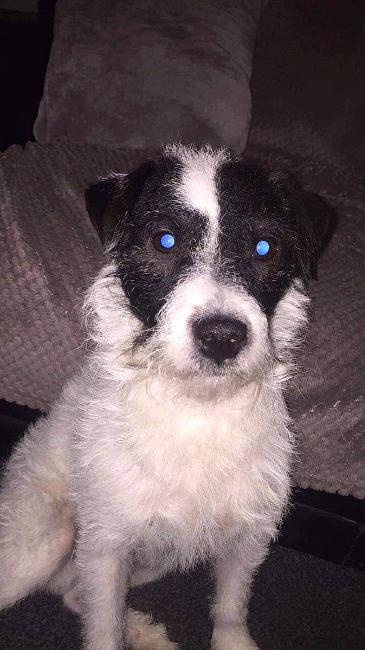 Diesel joined the competition — help win amazing prizes! bicycle, canidae, carnivore, companion_dog, dog, dog_breed, dog_collar, fur, monochrome_photography, non_sporting_group, small_terrier, snout, sporting_group, terrier, toy_dog, whiskers, working_animal, working_dog