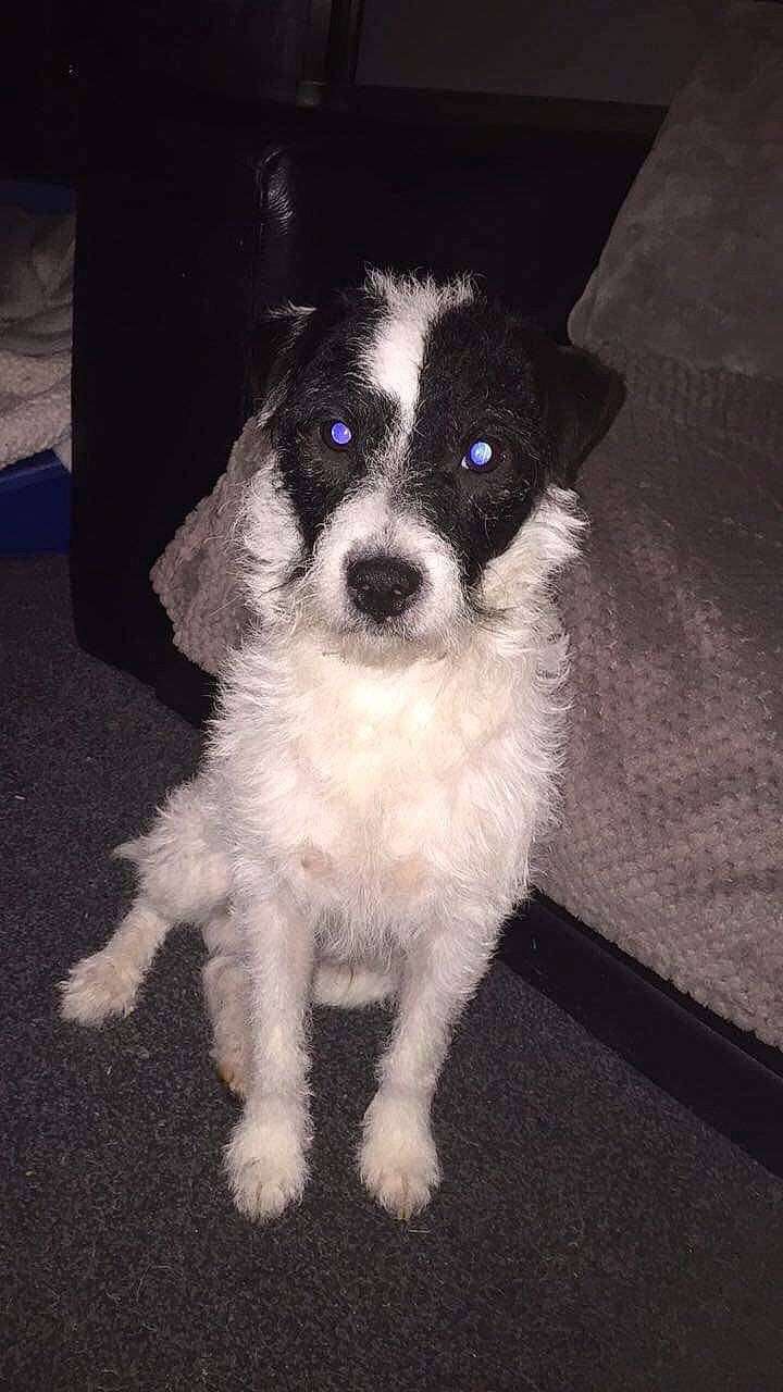 Diesel joined the competition — help win amazing prizes! canidae, carnivore, companion_dog, dog, dog_breed, fur, non_sporting_group, puppy, small_terrier, snout, sporting_group, tail, terrier, toy_dog, whiskers, working_animal