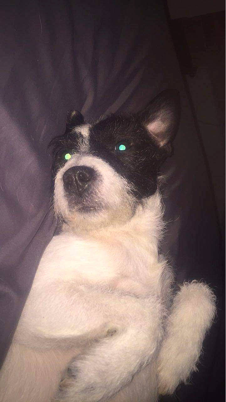 Diesel is registered to the contest to win money with this photo: art, canidae, carnivore, companion_dog, dog, dog_breed, fur, non_sporting_group, puppy, sporting_group, toy_dog, whiskers, working_animal