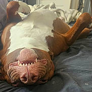 Chance is registered to the contest to win money with this photo: bed, blanket, brown_and_white, canine, cozy, cute, dog, funny, fur, indoor, lying_down, nose, paw, pet, relaxed, sleepy, smile, teeth, tongue, upside_down