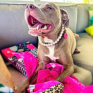 Vicki is registered to the contest to win money with this photo: dog, pearl_necklace, couch, pink_fabric, smiling, pet, indoor, happy, tongue_out, brown_dog, leopard_print, colorful, relaxed, collar, tag, close_up, cheerful, furniture, playful, domestic_animal
