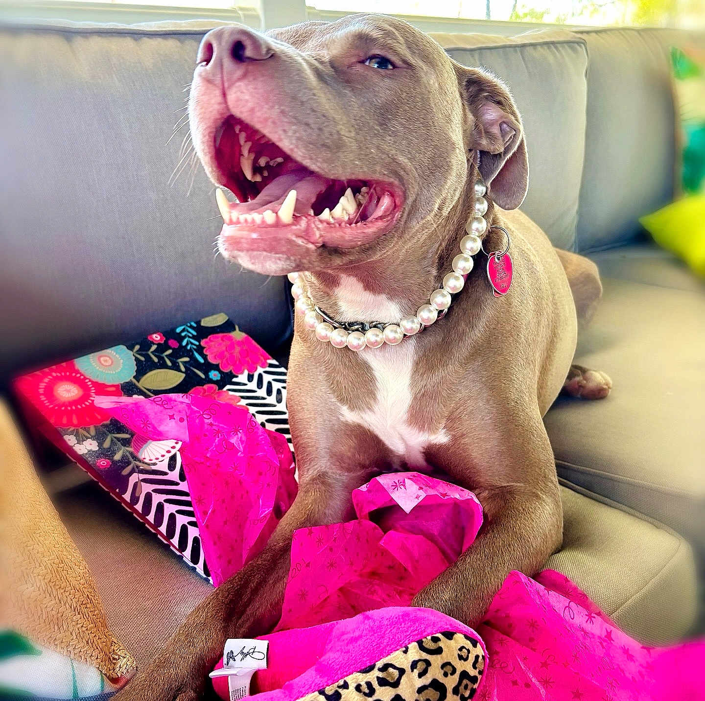 Vicki is registered to the contest to win money with this photo: dog, pearl_necklace, couch, pink_fabric, smiling, pet, indoor, happy, tongue_out, brown_dog, leopard_print, colorful, relaxed, collar, tag, close_up, cheerful, furniture, playful, domestic_animal