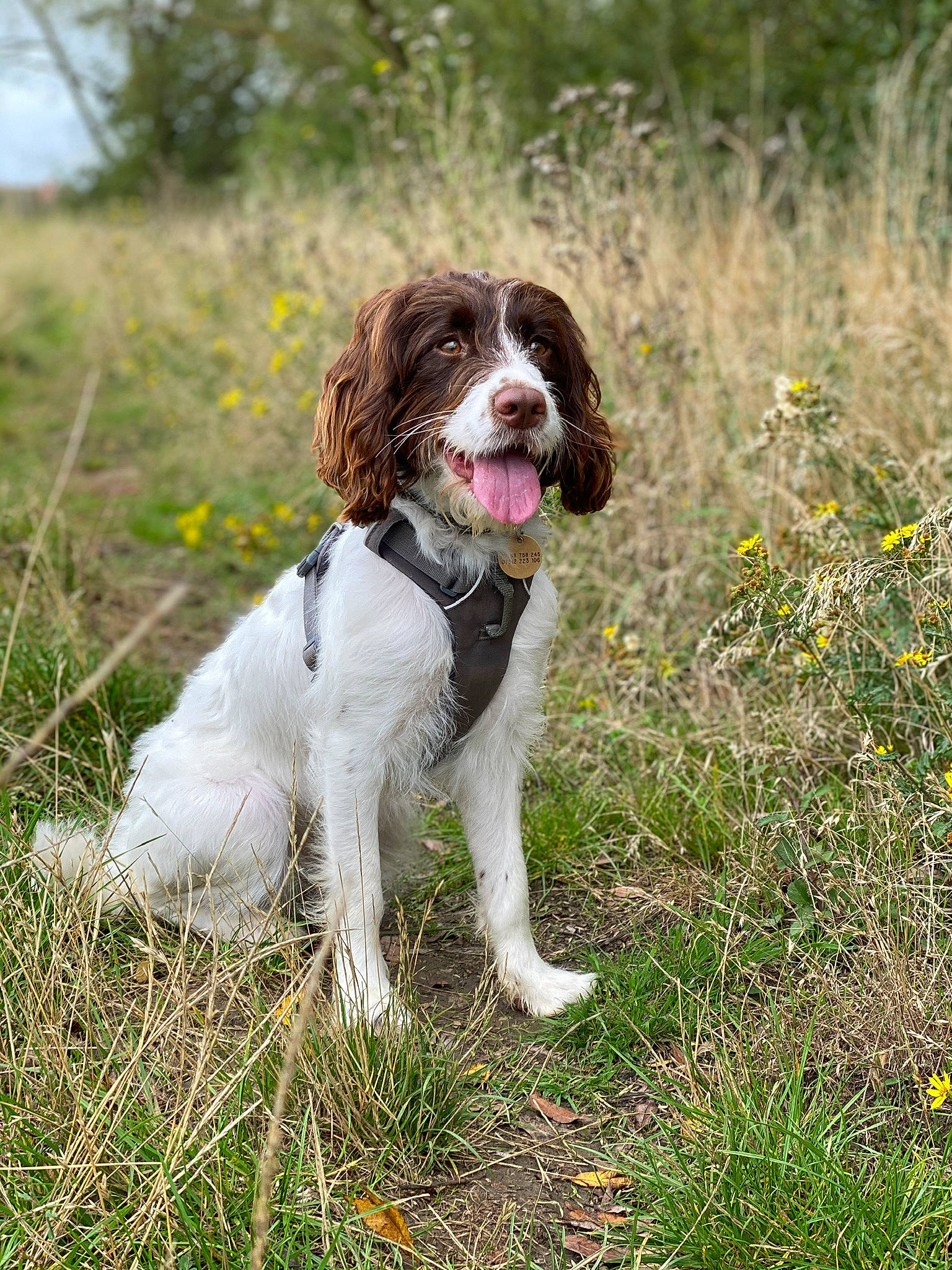 Luna joined the competition — help win amazing prizes! canidae, carnivore, companion_dog, dog, dog_breed, english_springer_spaniel, french_spaniel, grass_family, gun_dog, herbaceous_plant, hunting_dog, liver, pointing_breed, prairie, small_munsterlander, spaniel, sporting_group, welsh_springer_spaniel, wildflower, working_dog