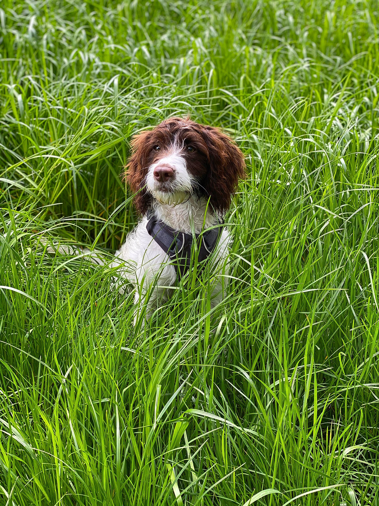 Luna joined the competition — help win amazing prizes! brittany, canidae, carnivore, companion_dog, dog, dog_breed, field, grass, grass_family, gun_dog, hunting_dog, liver, pasture, pointing_breed, prairie, spaniel, sporting_group, toy_dog, welsh_springer_spaniel, working_dog
