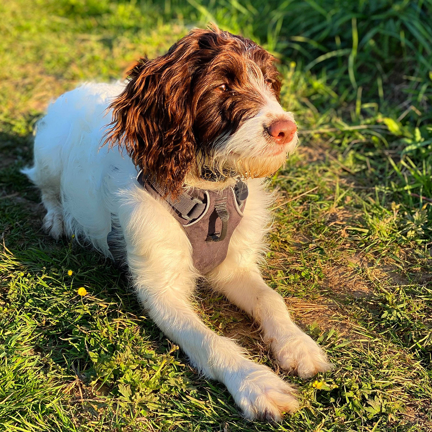 Luna is registered to the contest to win money with this photo: canidae, carnivore, companion_dog, dog, dog_breed, grass, gun_dog, hunting_dog, liver, mammal, snout, sporting_group, tongue, water_dog, working_animal, working_dog