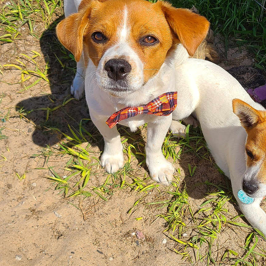 Sammy is registered to the contest to win money with this photo: accessories, animal, beagle, boxer, bulldog, canine, clothing, dog, footwear, grass, hound, lawn, leash, pet, plant, pointer, puppy, sandal, shoe, strap