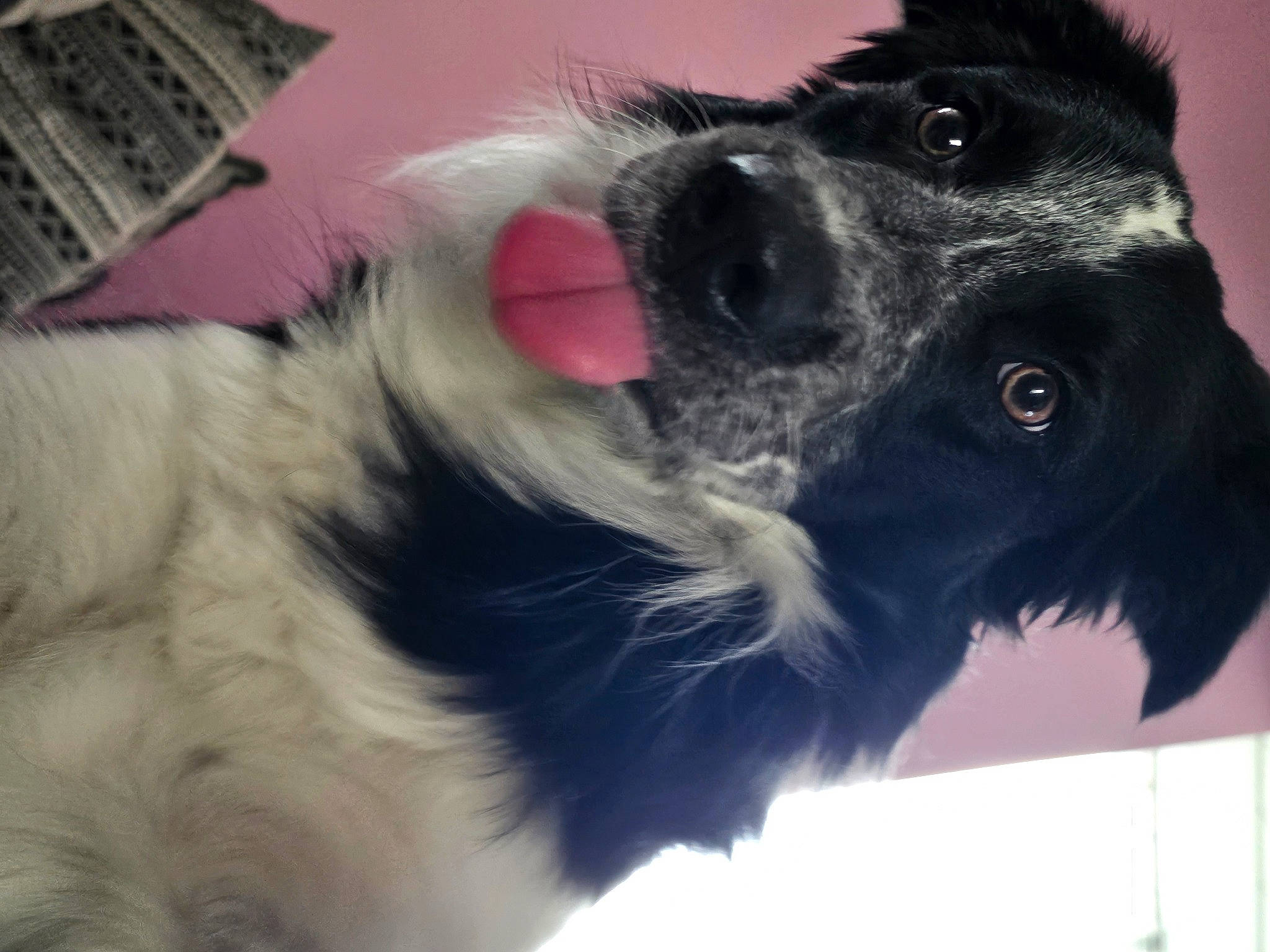 Tyson a rejoint le concours — aidez-le/la à gagner de superbes lots ! canidae, carnivore, collar, companion_dog, dog, dog_breed, dog_collar, dog_supply, ear, fur, liver, mammal, paw, pet_supply, snout, sporting_group, vertebrate, whiskers, working_animal, working_dog