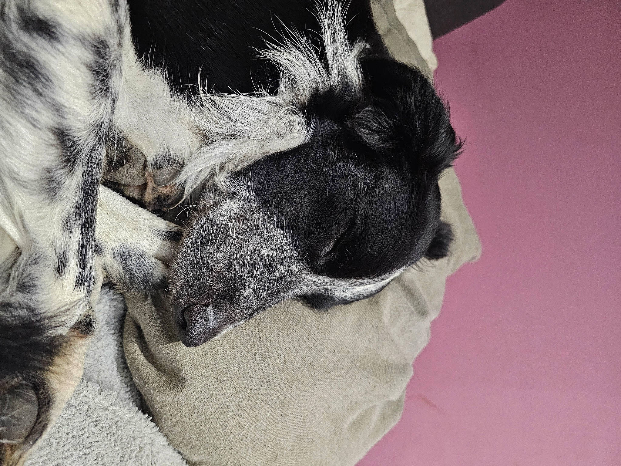 Tyson a rejoint le concours — aidez-le/la à gagner de superbes lots ! carnivore, claw, comfort, companion_dog, dog, dog_breed, ear, fawn, felidae, fur, gesture, grey, human_leg, paw, small_to_medium_sized_cats, snout, sporting_group, tail, whiskers, working_animal