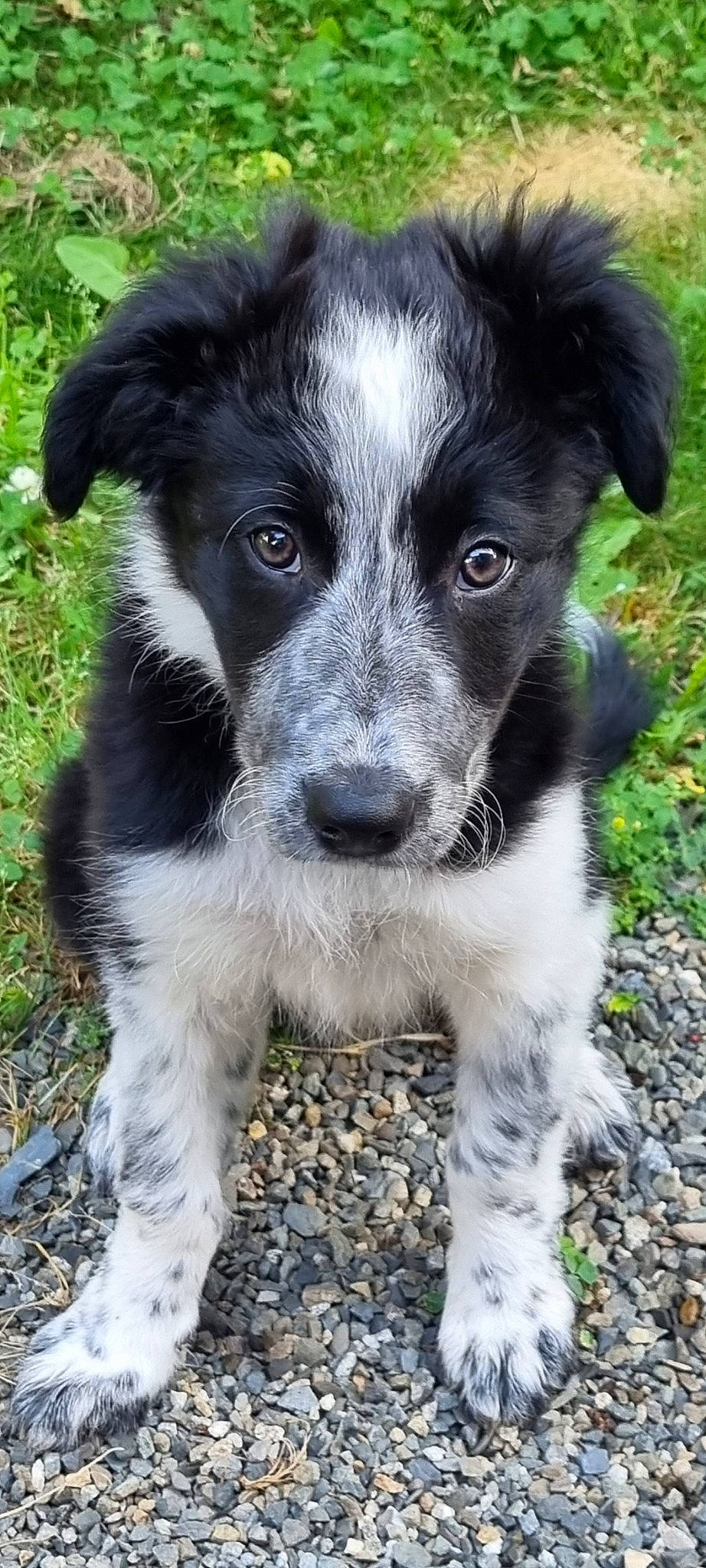 Tyson a rejoint le concours — aidez-le/la à gagner de superbes lots ! australian_collie, borador, border_collie, canidae, carnivore, companion_dog, dog, dog_breed, fur, grass, herding_dog, plant, puppy, snout, sporting_group, terrestrial_animal, whiskers, working_animal, working_dog