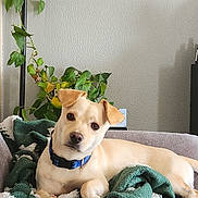 Güero joined the competition — help win amazing prizes! dog, blanket, couch, indoor, plant, lamp, collar, pet, fur, relaxed, green, white, brown, leaves, home, furniture, cozy, portrait, animal, resting