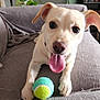 Güero is registered to the contest to win money with this photo: dog, pet, tennis_ball, couch, indoor, animal, playful, tongue_out, light_fur, happy, plant, home, furniture, close_up, canine, paw, sitting, living_room, smiling, toy