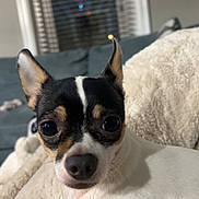 Oreo is registered to the contest to win money with this photo: dog, pet, small_dog, chihuahua, black_and_white, fur, ears, blanket, indoor, couch, window, home, cozy, relaxed, animal, companion, portrait, looking, cute, face