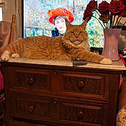 Vladimir joined the competition — help win amazing prizes! cat, orange_tabby, dresser, vase, red_roses, television, painting, woman, red_hat, curtains, wooden_furniture, remote_control, living_room, fluffy_cat, indoor, relaxed, pet, cozy, decor, art