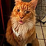 cat, orange_cat, fluffy, white_fur, pet, indoor, sitting, tongue_out, ears_up, close_up, floor_tiles, fan, household, domestic_cat, feline, whiskers, curious, looking_at_camera, fur, animal