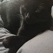 Midnight Moon joined the competition — help win amazing prizes! animal, black_cat, cat, close_up, cozy, crossed_paws, cute, dim_lighting, domestic_animal, feline, fur, indoor, paws, pet, relaxing, resting, shadow, sleepy, soft_fabric, whiskers