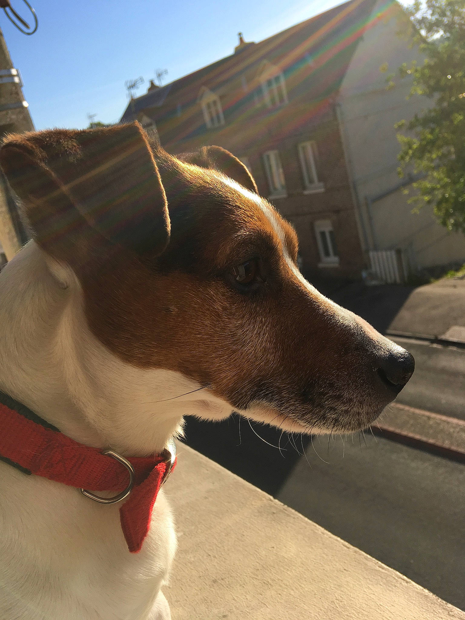 Iron participe au concours pour gagner de l'argent avec cette photo : building, carnivore, collar, companion_dog, dog, dog_breed, dog_collar, dog_supply, eyewear, fashion_accessory, fawn, hat, leash, pet_supply, sky, snout, sporting_group, whiskers, window, working_animal