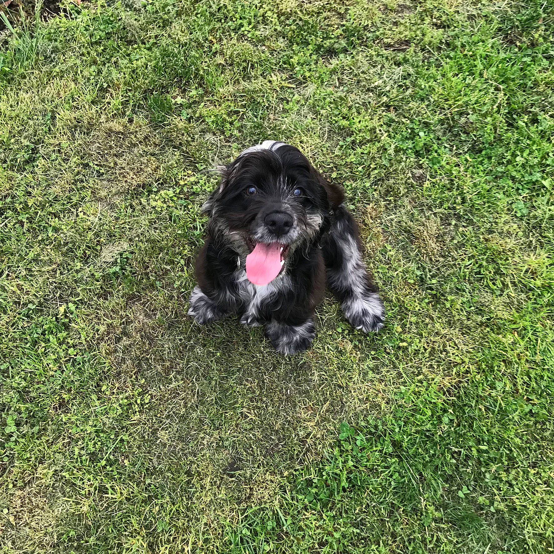 Nikki is registered to the contest to win money with this photo: american_cocker_spaniel, blue_picardy_spaniel, canidae, carnivore, cocker_spaniel, companion_dog, dog, dog_breed, english_cocker_spaniel, german_spaniel, grass, mammal, plant, puppy, rare_breed_dog, russian_spaniel, spaniel, sporting_group, stabyhoun, vertebrate