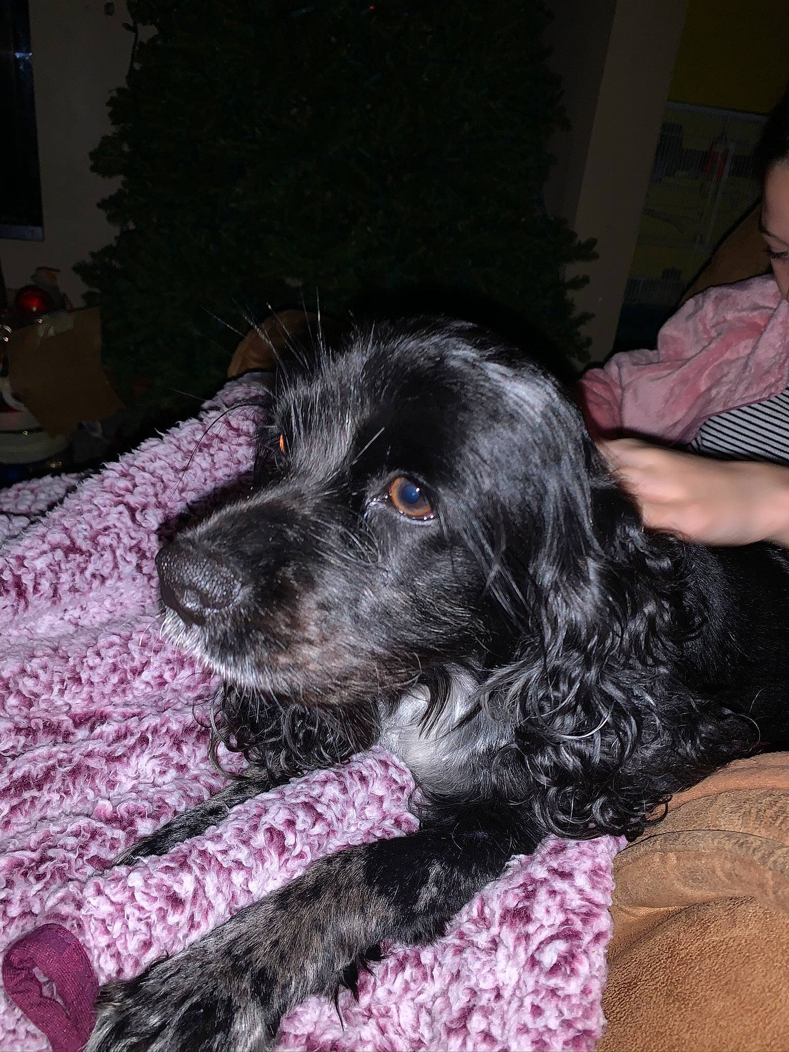 Nikki is registered to the contest to win money with this photo: blue_picardy_spaniel, canidae, carnivore, cocker_spaniel, dog, dog_breed, english_cocker_spaniel, fur, mammal, rare_breed_dog, russian_spaniel, snout, spaniel, sporting_group, vertebrate