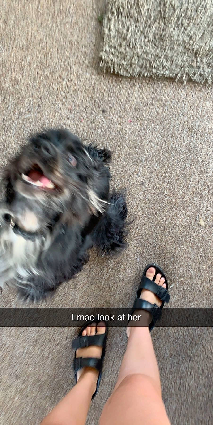 Nikki joined the competition — help win amazing prizes! affenpinscher, bolonka, canidae, carnivore, dog, dog_breed, ear, havanese, miniature_schnauzer, paw, puppy, schnauzer, shih_tzu, sporting_group, terrier, tibetan_terrier